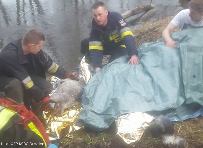 Strażacy z Drezdenka uratowali konia. Wyciągnęli go z rzeki.