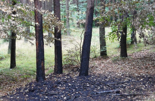 Piorun uderzył w drzewo w pobliżu Dankowa