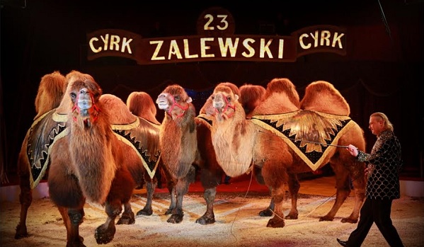 Cyrk Zalewski w Strzelcach - widowisko jutro o 17:00!