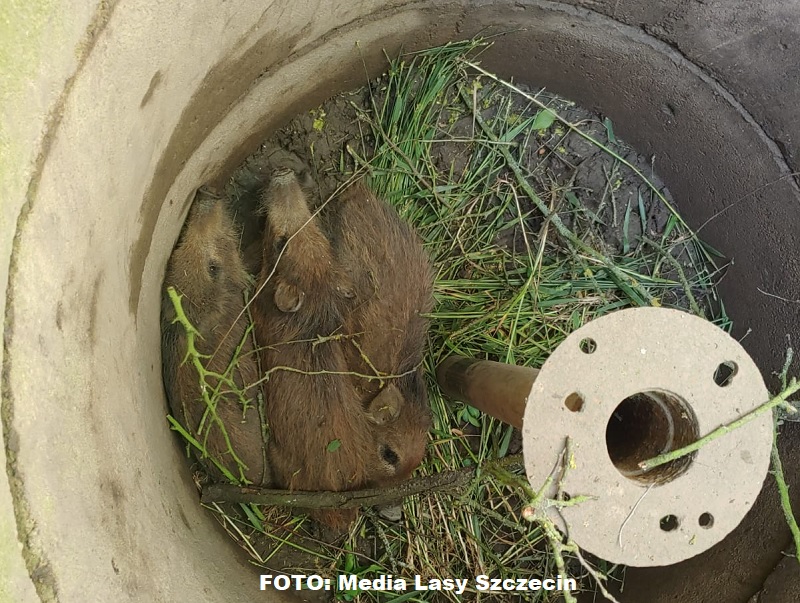 Uwięzione w studzience kanalizacyjnej dziki uratowane przez leśniczego