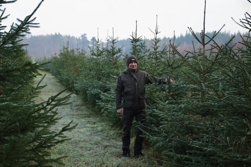 Choinka na święta -  leśnicy z regionu przygotowali w tym roku około 7 tysięcy drzewek | Zobacz gdzie kupić