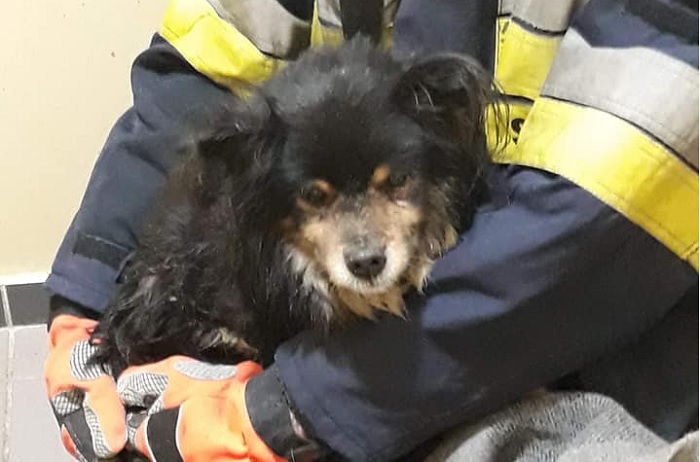 Strażacy z Dobiegniewa uwolnili uwięzionego psa w studzience