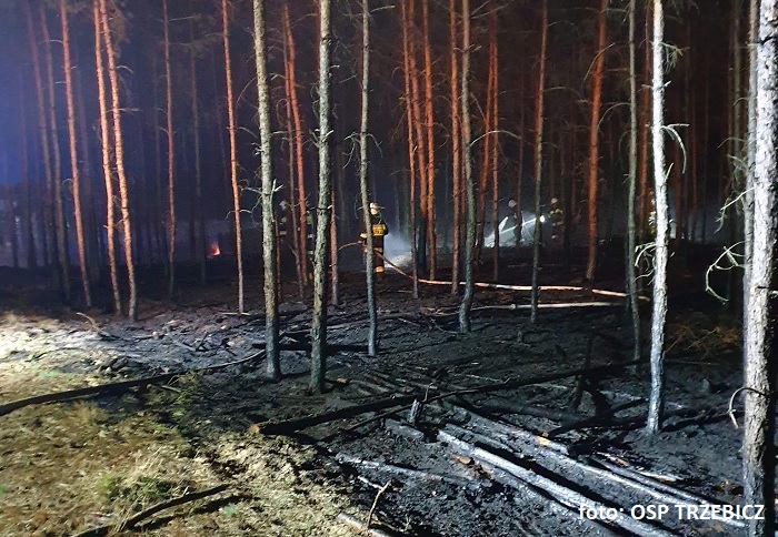 W lasach obowiązuje 3 stopień zagrożenia pożarowego. Wczoraj strażacy gasili pożar młodnika w Gościmiu