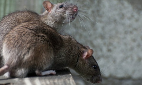 Szczury w strzeleckich piwnicach